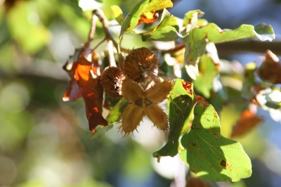 Kastanien im Herbst