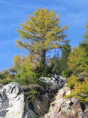 Zum Emosson-Stausee - Baum im Herbstkleid