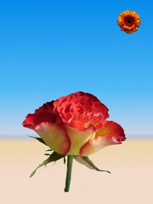 Rose in der Wüste