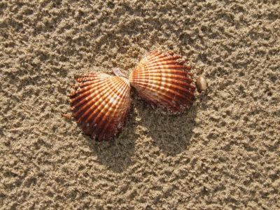 Muscheln im Sand 2