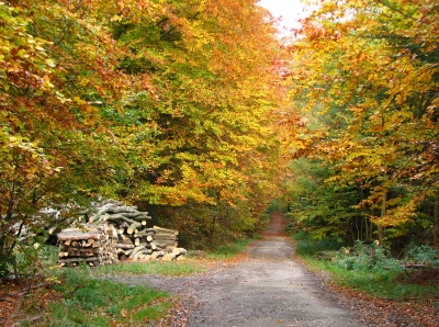 Waldweg mit Holzstapel