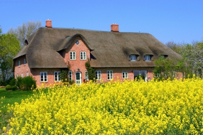 Reetdachhaus am Rapsfeld