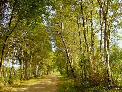 Birken gesäumter Feldweg