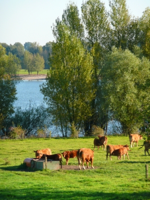 Kühe am Rhein