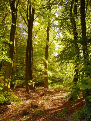 Wald im Herbstlicht