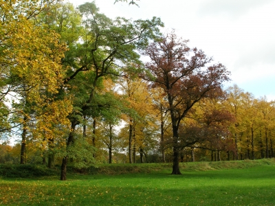 Bäume im Herbst