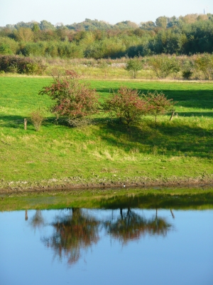 Teich im grünen