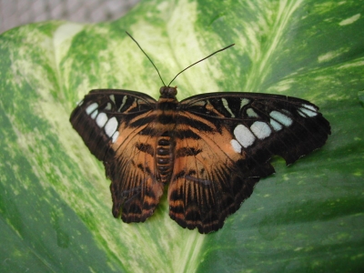 Schmetterling, Name ????