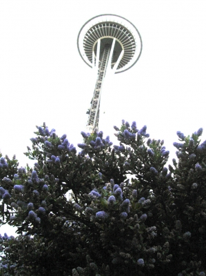 Blue Tree and Space Needle