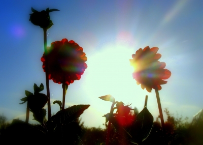 "Blüten am Morgen"