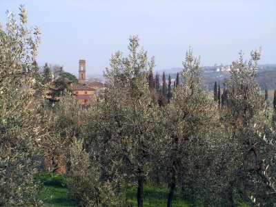 im toscanischen Olivenhain
