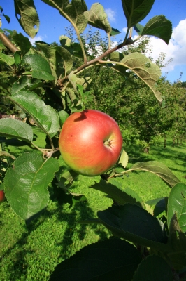 Apfel