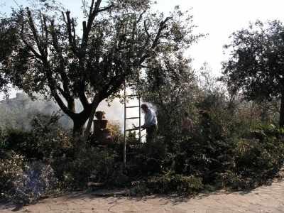 Olivenbaumschnitt in der Toscana