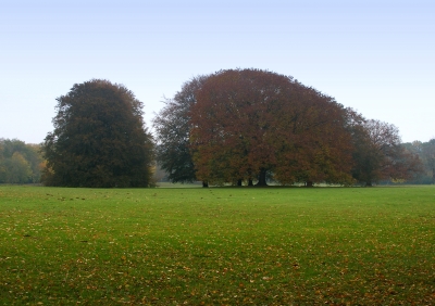 Herbst im Park