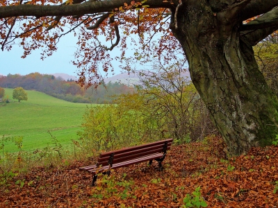 Ruheplatz im Herbstlaub