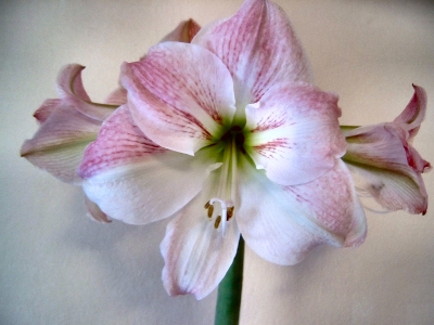 Rosa Amaryllis