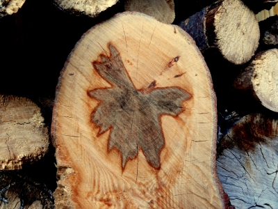 Holz-Schmetterling