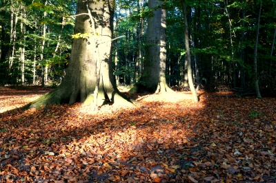 Herbst-Wald 1