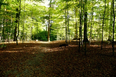 Herbst-Wald 2