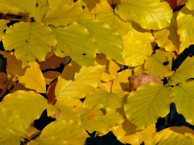 Blätter im Herbst