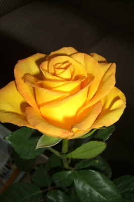 orange/gelbe Rose