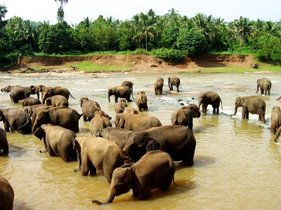 Elefantenherde Sri Lanka