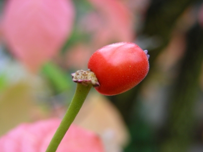 Frucht des Hartriegels