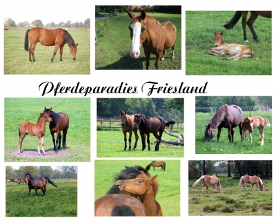 Pferdeparadies Friesland