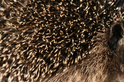 Igel