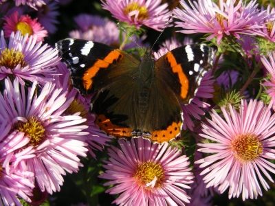 Schmetterling auf Herbstastern