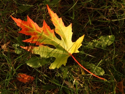 Herbstfarben