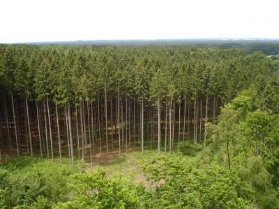 endloser Wald