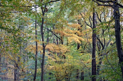 tief im Wald