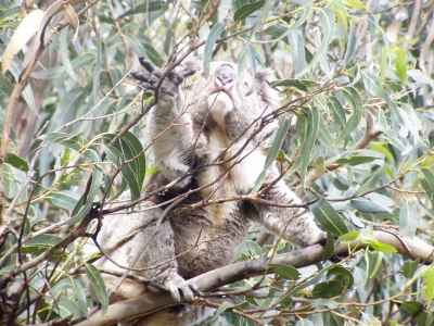 Koala auf Nahrungssuche