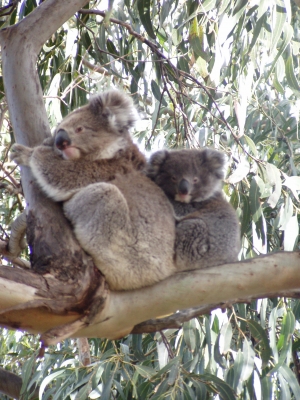 Koala, Mutter mit Kind