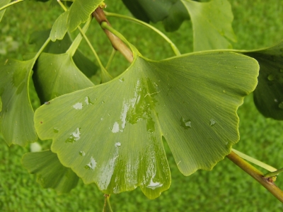 Ginkgo01