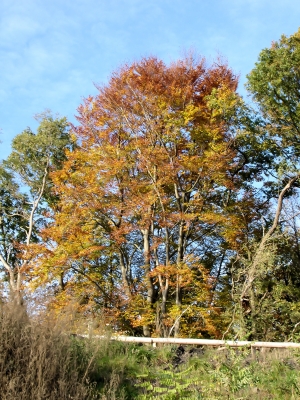 Herbst im Broichbachtal