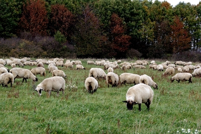 Schafe - Herbst 2007