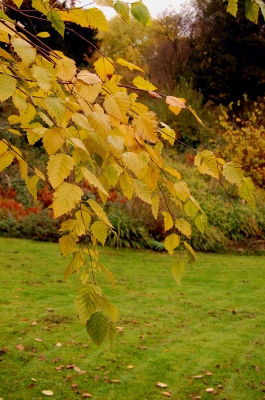 Herbst-Zweig