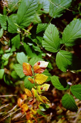 Marienkäfer auf Brombeerblättern