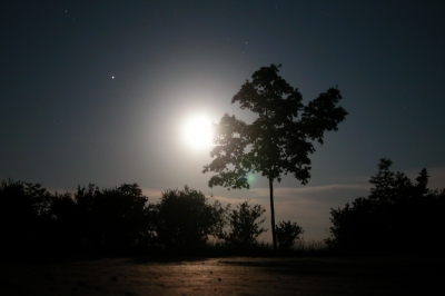 Baum im Vollmondlicht