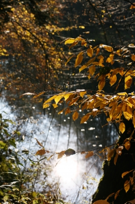 Herbstgruß