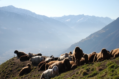 Schafe im Gebirge