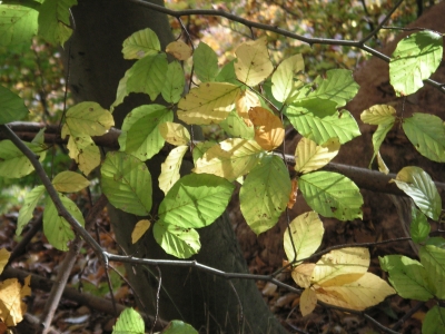 Herbstschönheiten