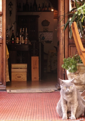 Katze vor italienischem Restaurant