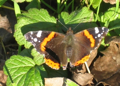 Herbstschmetterling