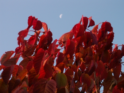 Säulenzierkirsche mit Herbstlaub und Mond