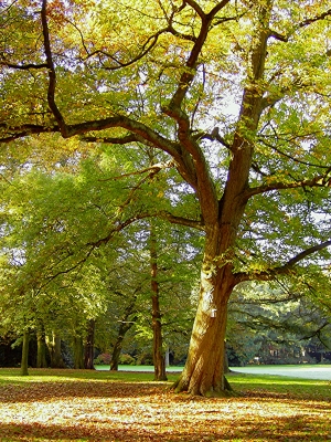 Prächtiger Baum