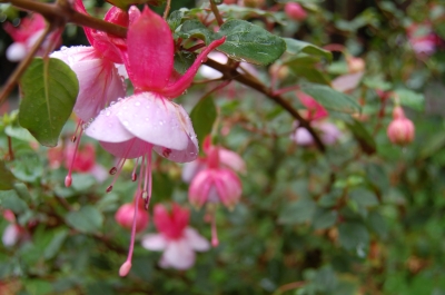 Fuchsien im Regen