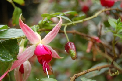 Fuchsien im Regen